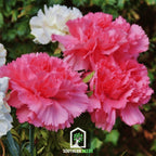 Rose Grenadin Carnation – 25 Seeds