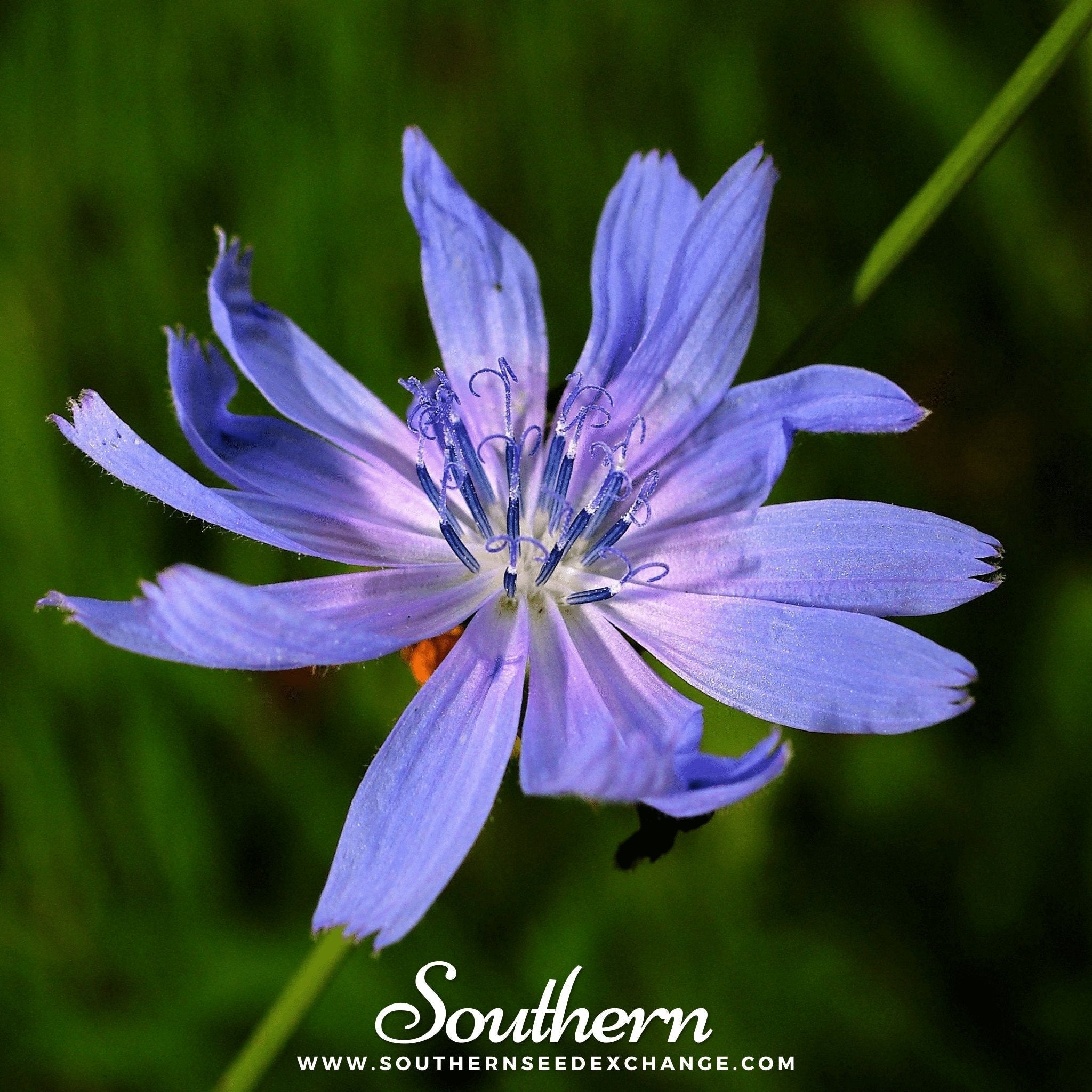 Chicory – 200 Seeds