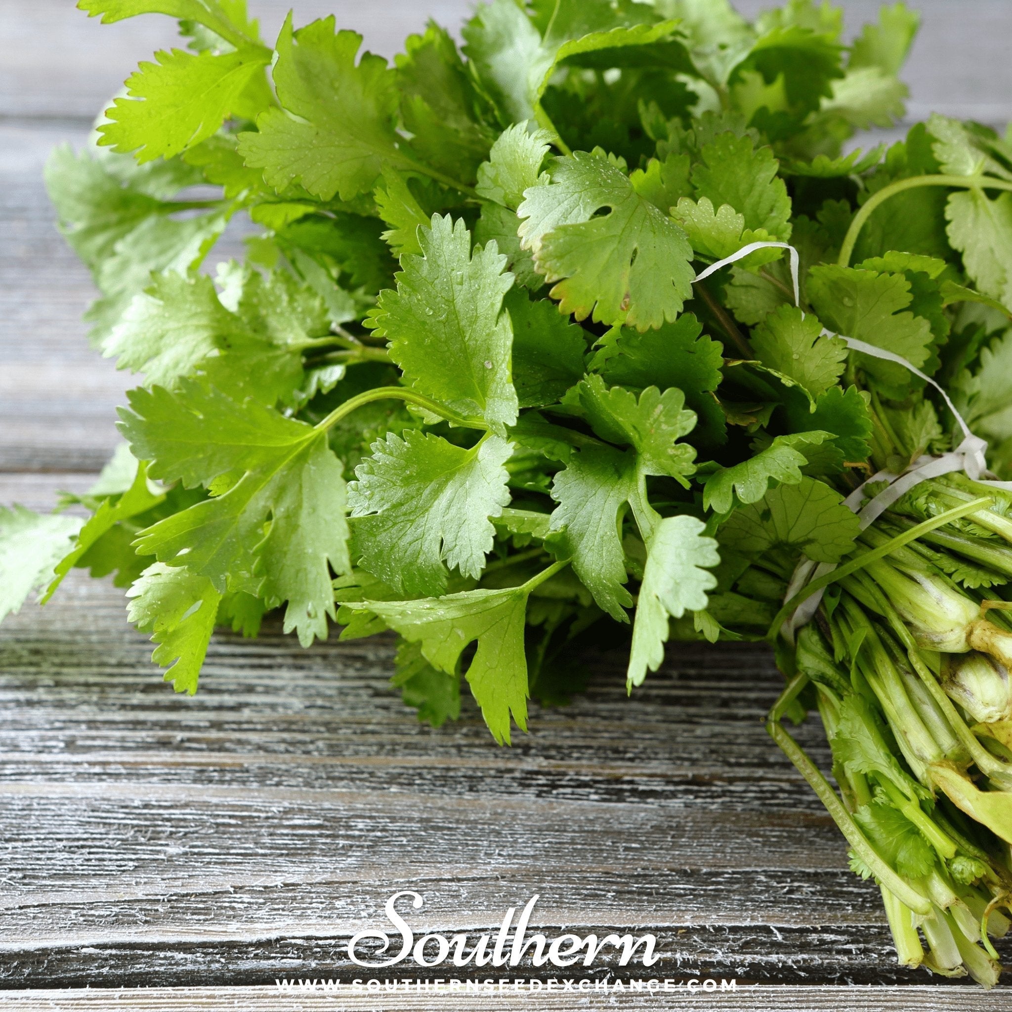 Santo Cilantro – 100 Seeds