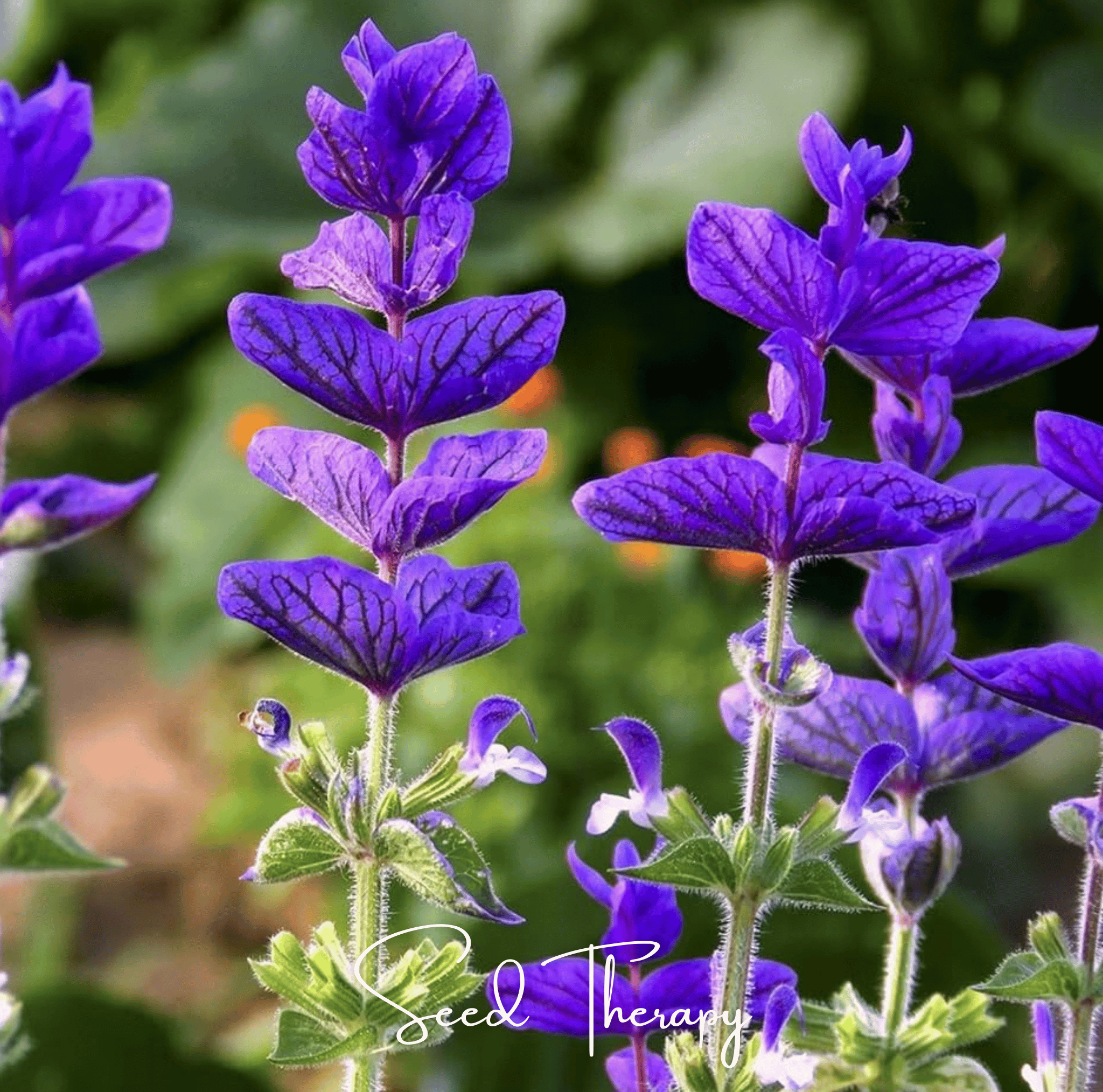 Blue Monday Clary Sage – 50 Seeds