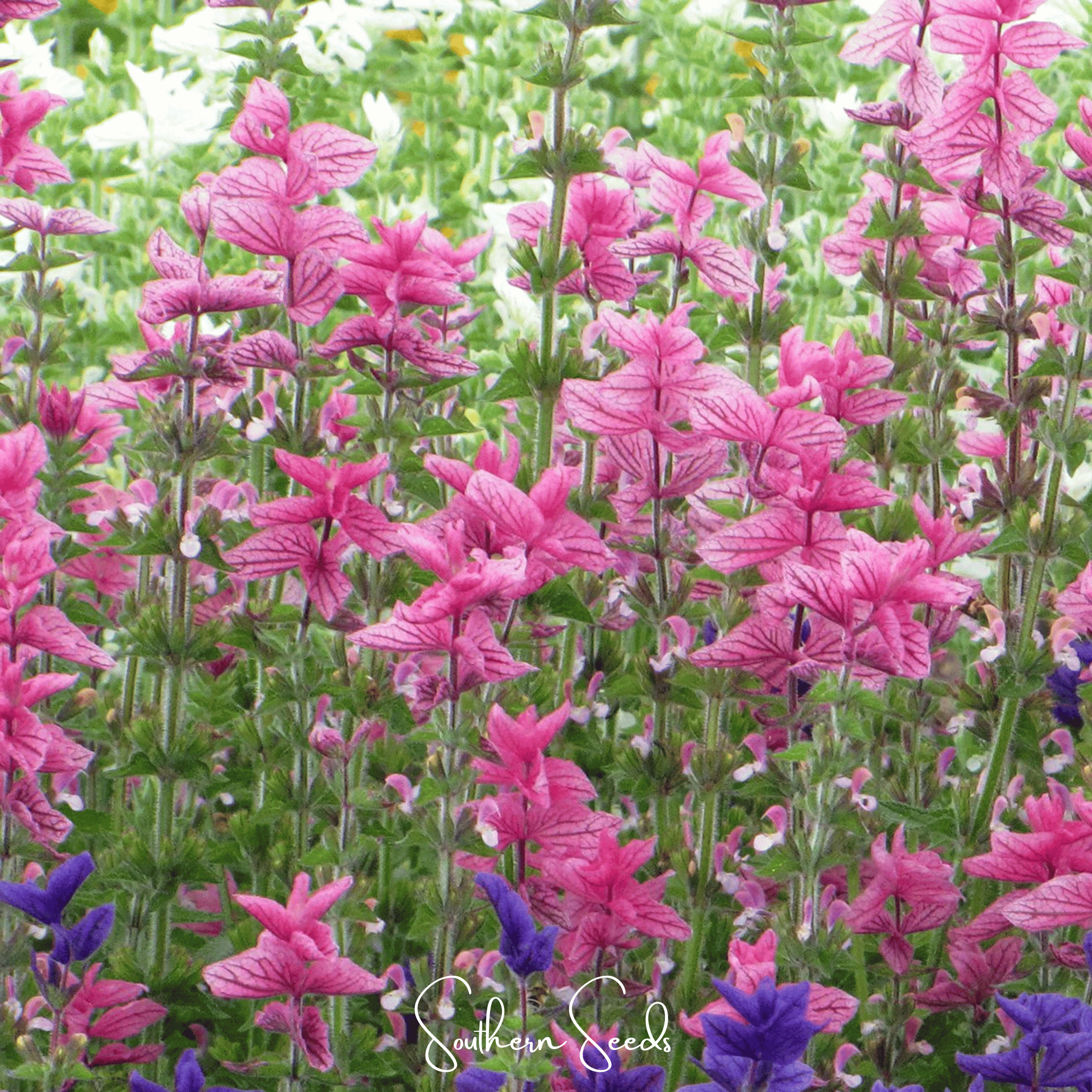 Pink Sundae Clary Sage – 50 Seeds