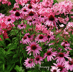 Purple Coneflower (Echinacea) – 100 Seeds