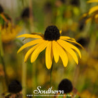 Yellow Coneflower – 100 Seeds