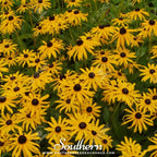 Yellow Coneflower – 100 Seeds