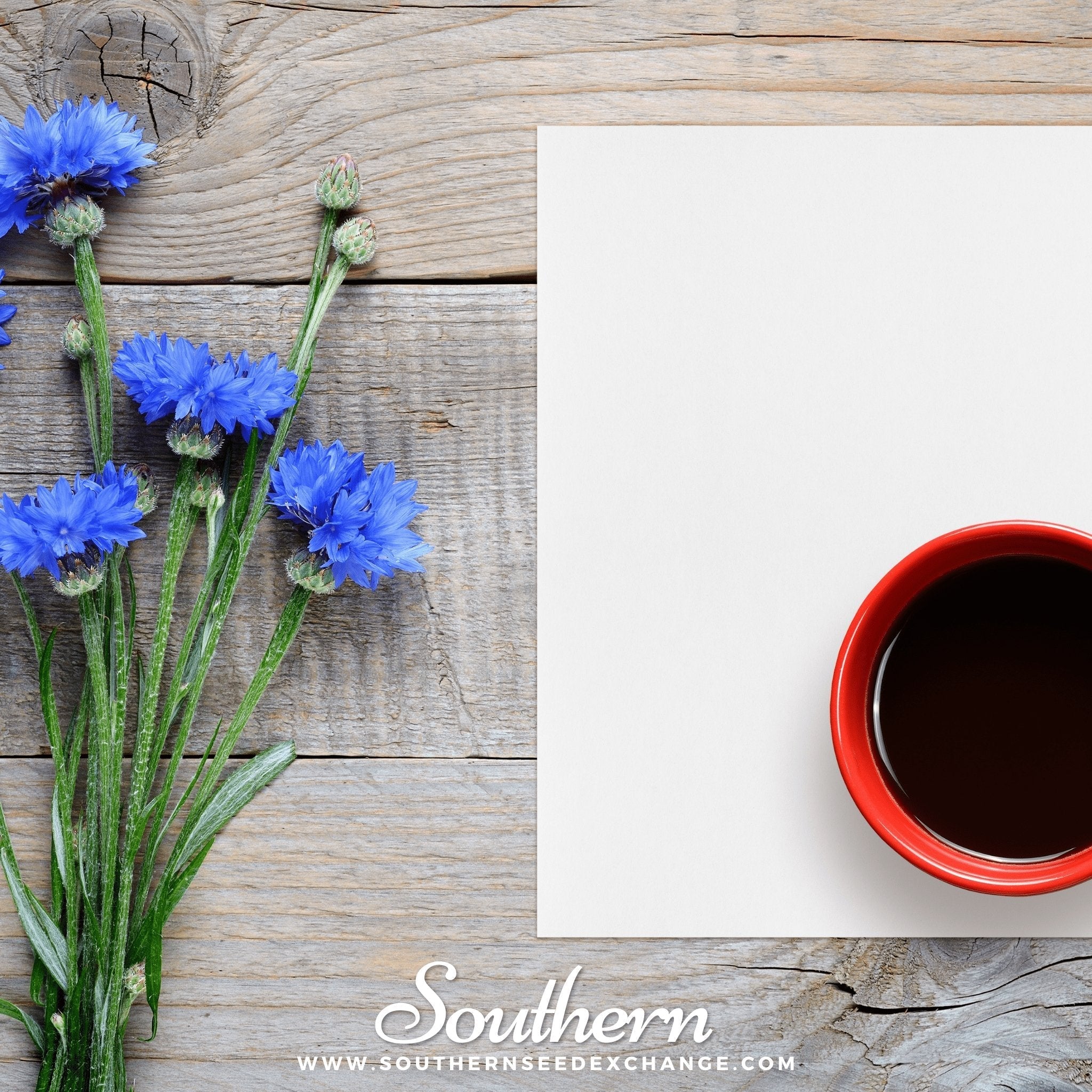 Tall Blue Cornflower – 100 Seeds