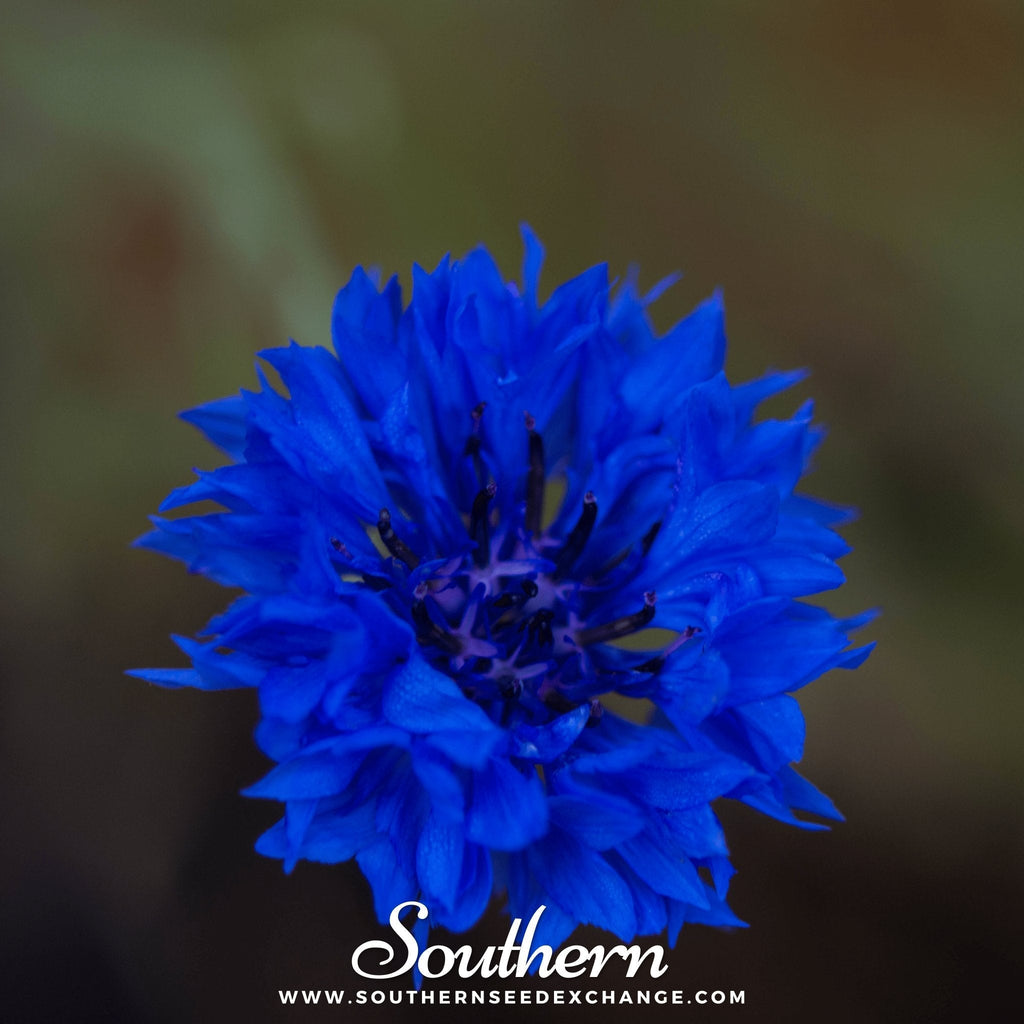 Tall Blue Cornflower – 100 Seeds