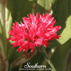 Tall Red Cornflower – 50 Seeds