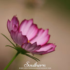 Picotee Cosmos – 100 Seeds