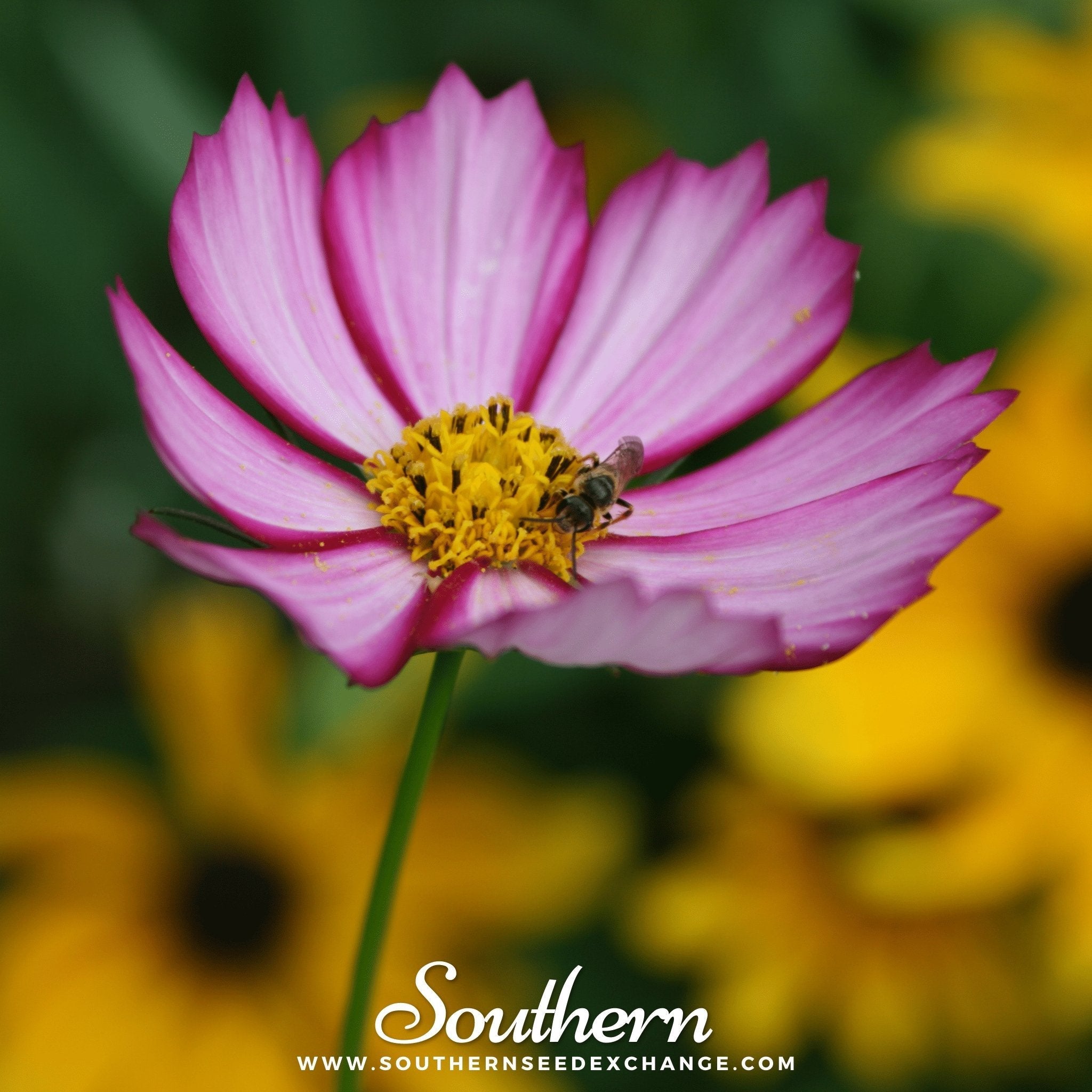 Picotee Cosmos – 100 Seeds