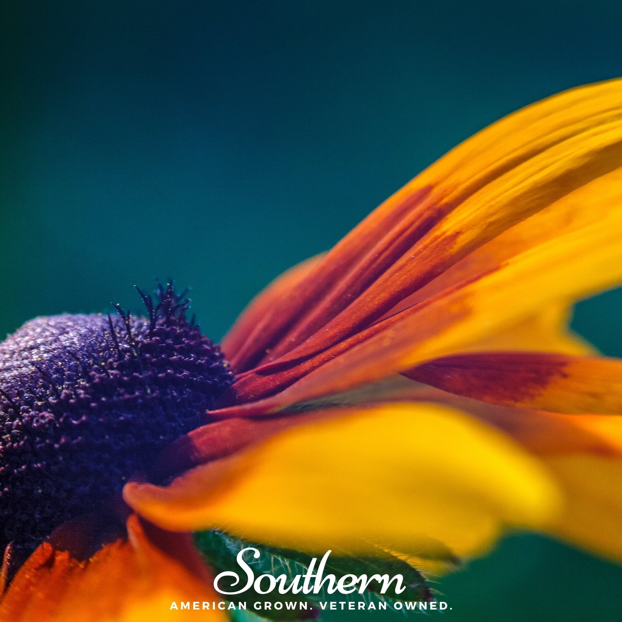 Gloriosa Daisy – 100 Seeds