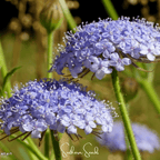 Blue Lace Flower Didiscus – 50 Seeds