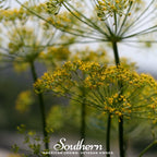 Mammoth Long Island Dill – 100 Seeds