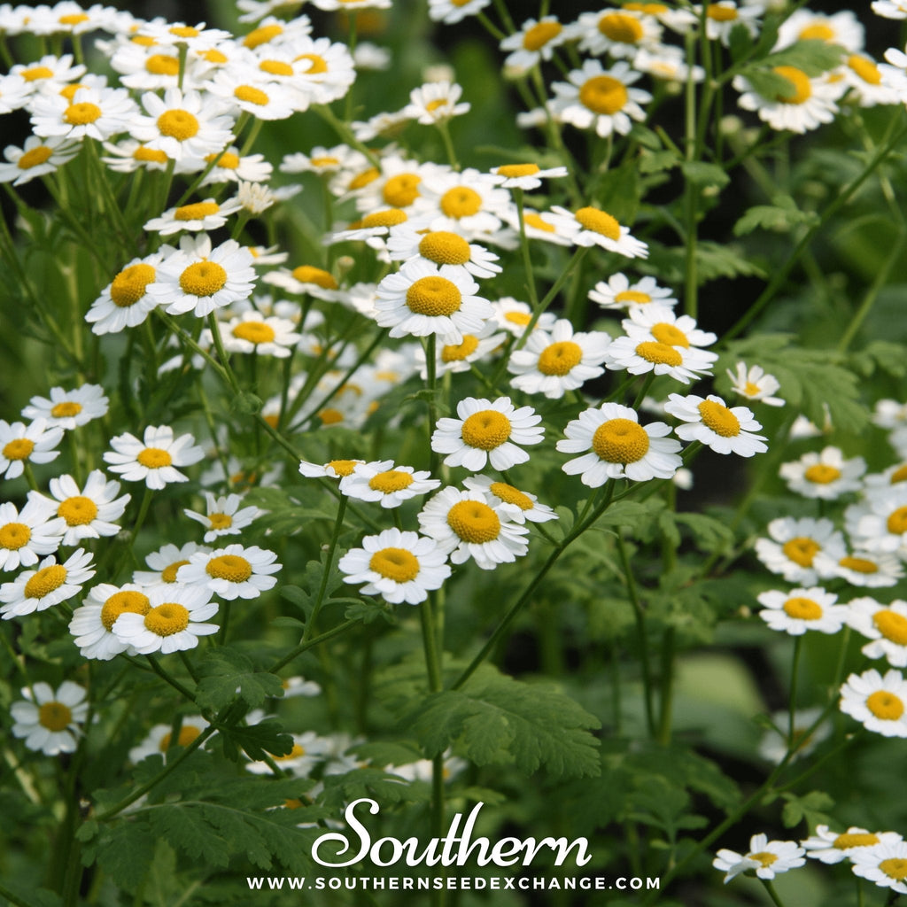 Feverfew Roots Feverfew – 100 Seeds – Jug Sow