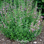 Wall Germander – 25 Seeds