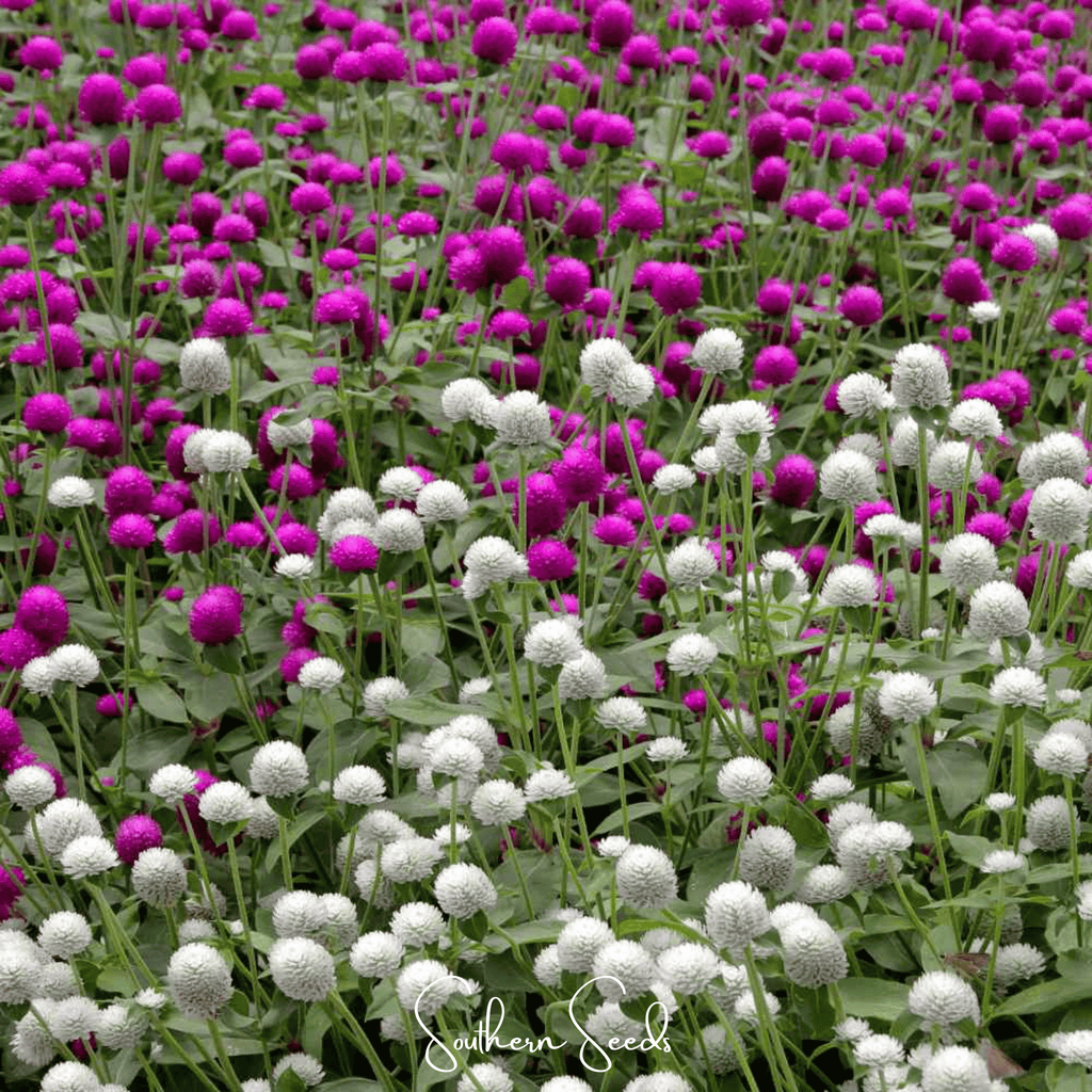 902372 Globosa Mix Gomphrena – 50 Seeds – Jug Sow