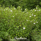 Rose Mallow Hibiscus – 25 Seeds