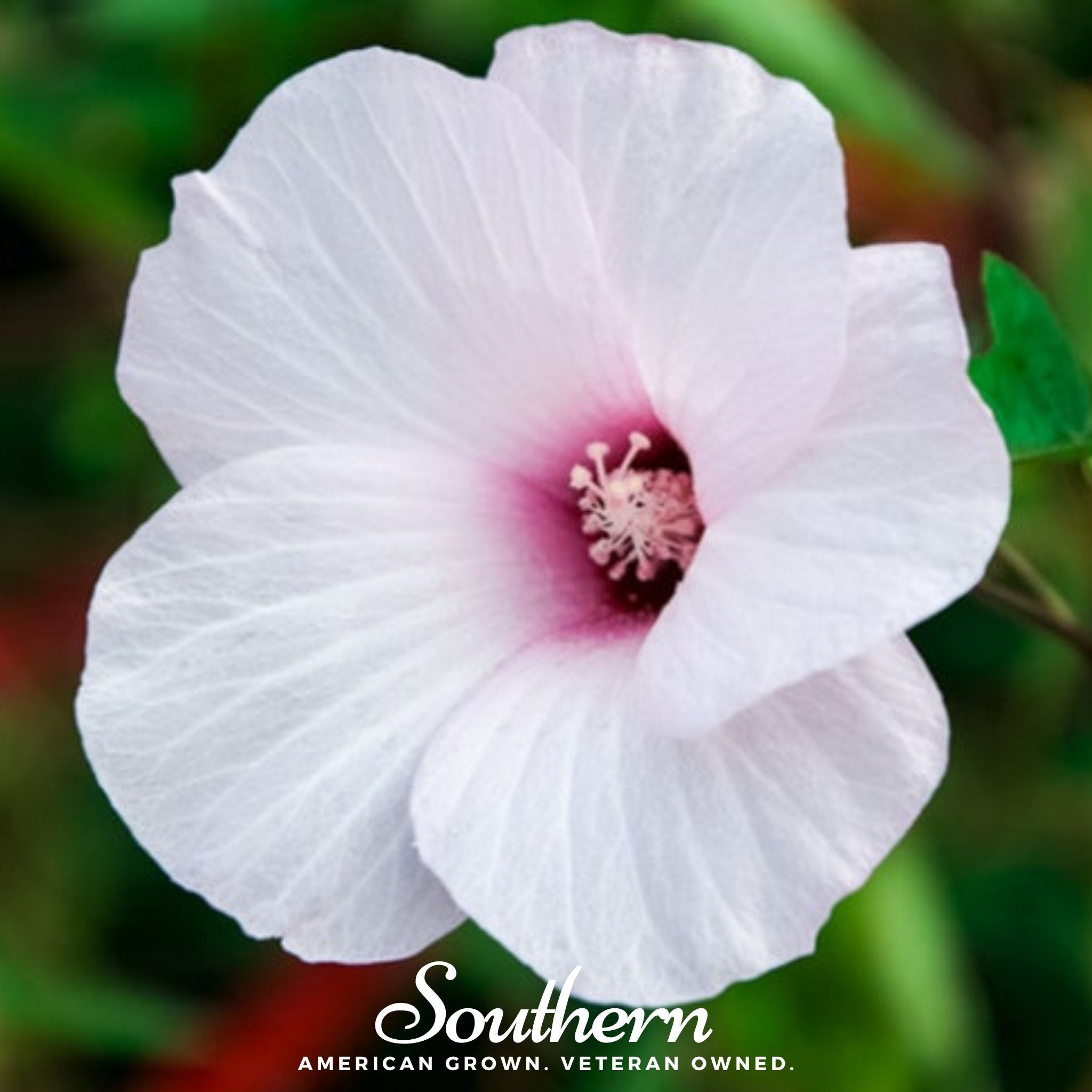 Rose Mallow Hibiscus – 25 Seeds