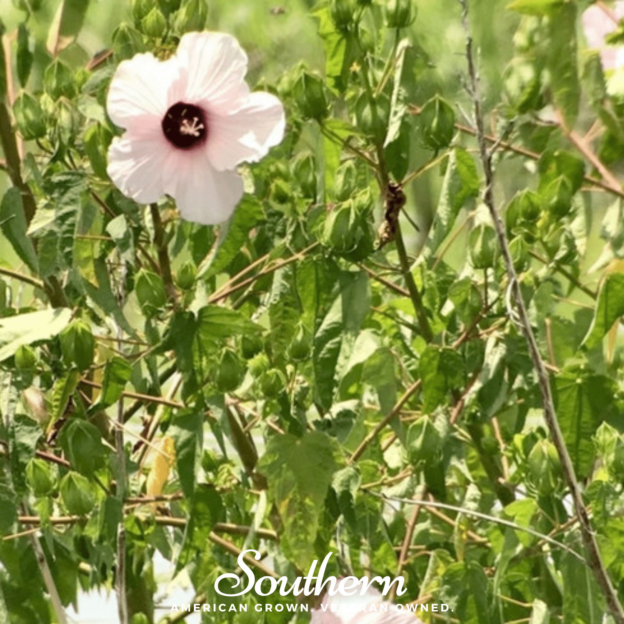 Rose Mallow Hibiscus – 25 Seeds