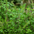 Holy Tulsi Basil – 250 Seeds
