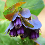 Blue Shrimp Honeywort – 10 Seeds