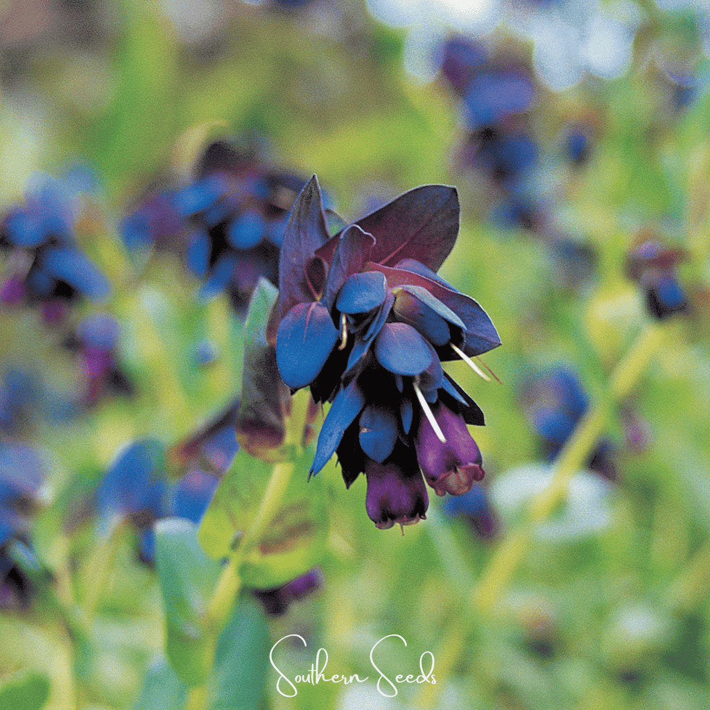 Blue Shrimp Honeywort – 10 Seeds