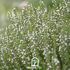 White Hyssop – 50 Seeds