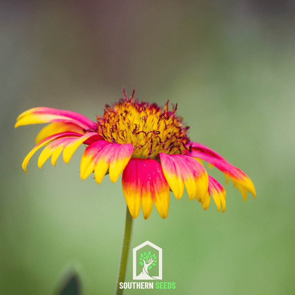 Indian Blanket – Firewheel – 200 Seeds