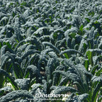 Lacinato "Dinosaur" Kale – 250 Seeds