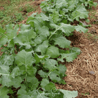 Premier Kale – 250 Seeds
