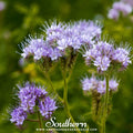 Lacy Phacelia – 200 Seeds