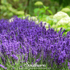 Hidcote Lavender – 50 Seeds
