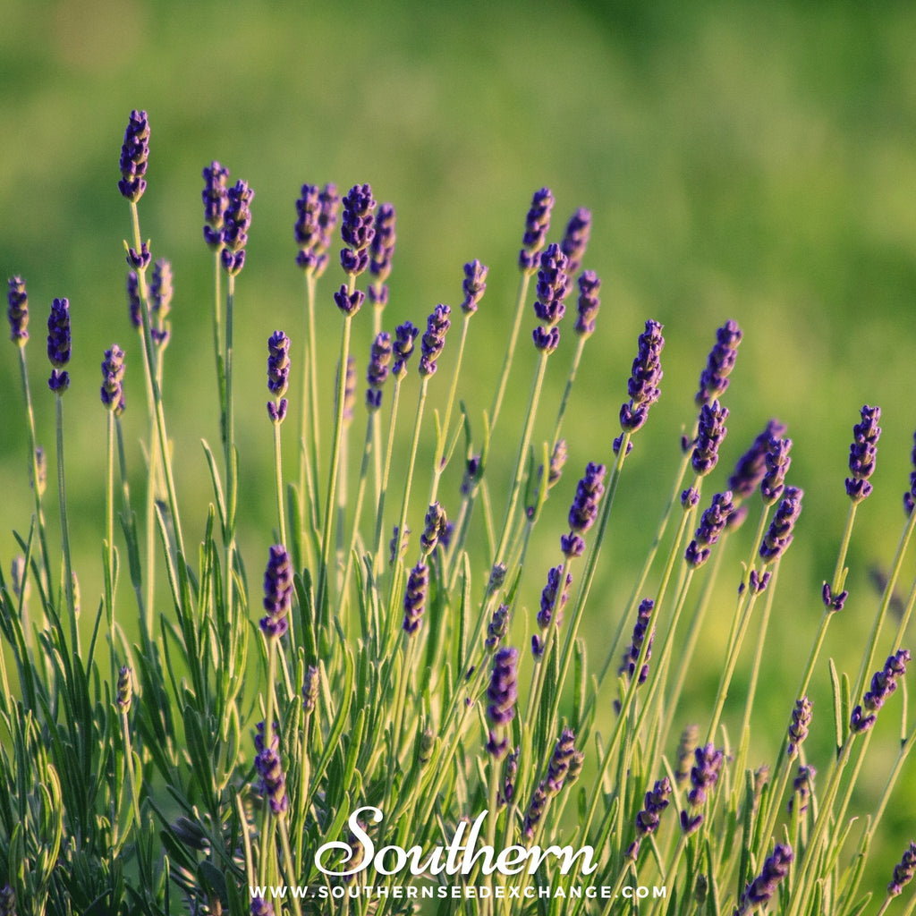 Munstead Lavender – 50 Seeds