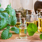 Lemon Balm – 100 Seeds