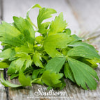 Lovage – 50 Seeds