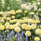 Moonlight African Marigold – 50 Seeds