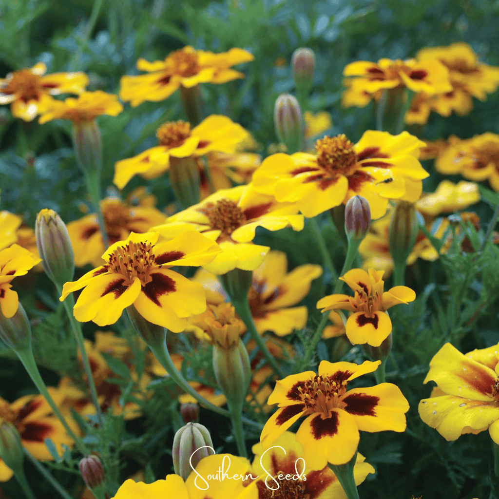 Naughty Marietta Marigold – 100 Seeds