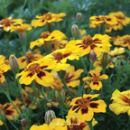 Naughty Marietta Marigold – 100 Seeds