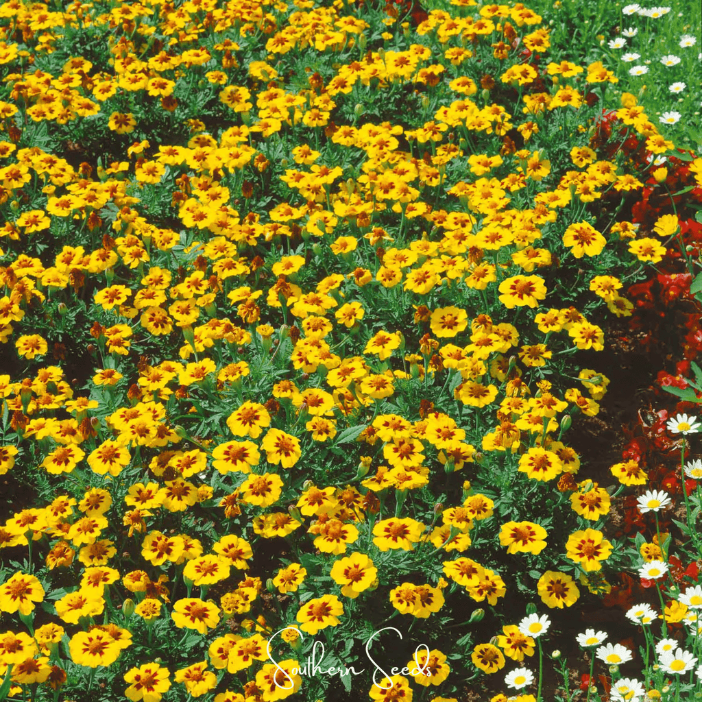 Naughty Marietta Marigold – 100 Seeds