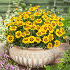 Naughty Marietta Marigold – 100 Seeds