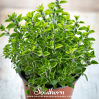 Sweet Marjoram – 100 Seeds