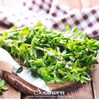 Sweet Marjoram – 100 Seeds