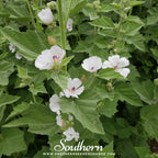 Marshmallow – 50 Seeds