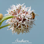 Showy Milkweed – 20 Seeds