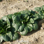 Tatsoi Mustard – 100 Seeds