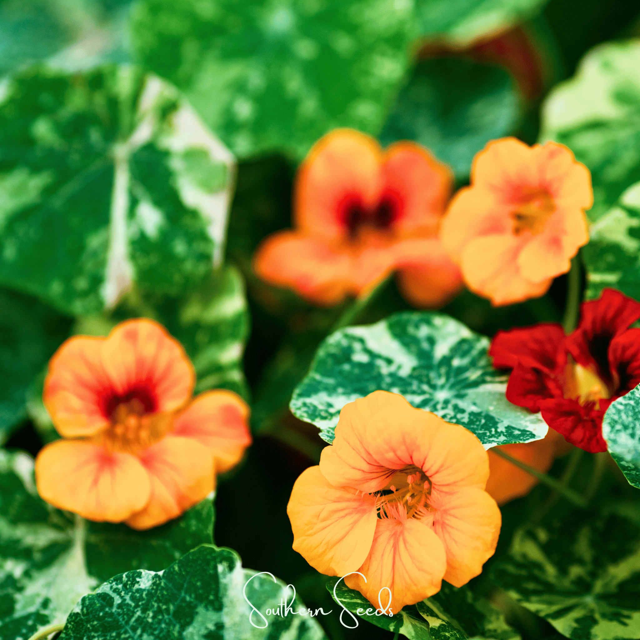 Alaska Mix Nasturtium – 25 Seeds