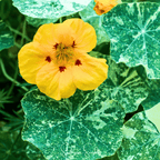 Alaska Mix Nasturtium – 25 Seeds