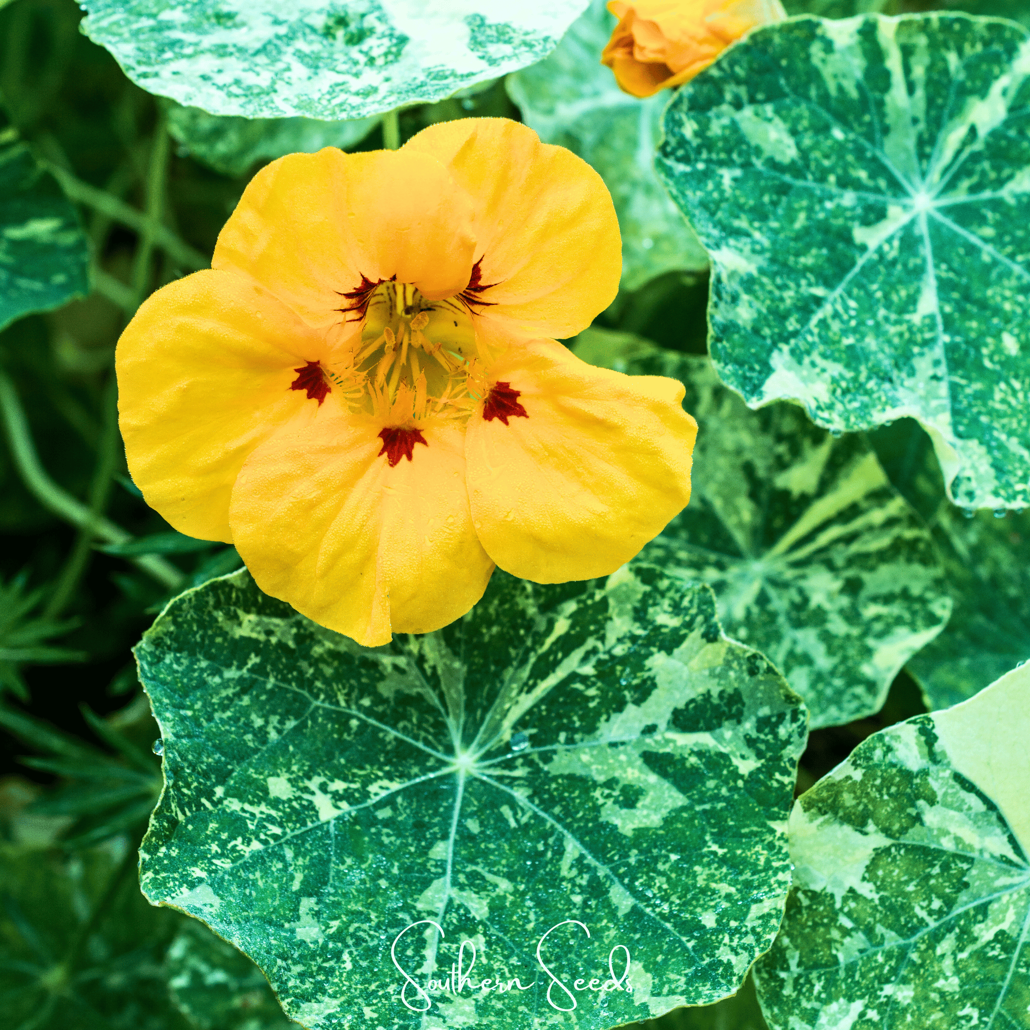 Alaska Mix Nasturtium – 25 Seeds