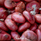 Cipollini Red Onion – 100 Seeds