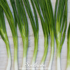 Evergreen Bunching Onion – 200 Seeds