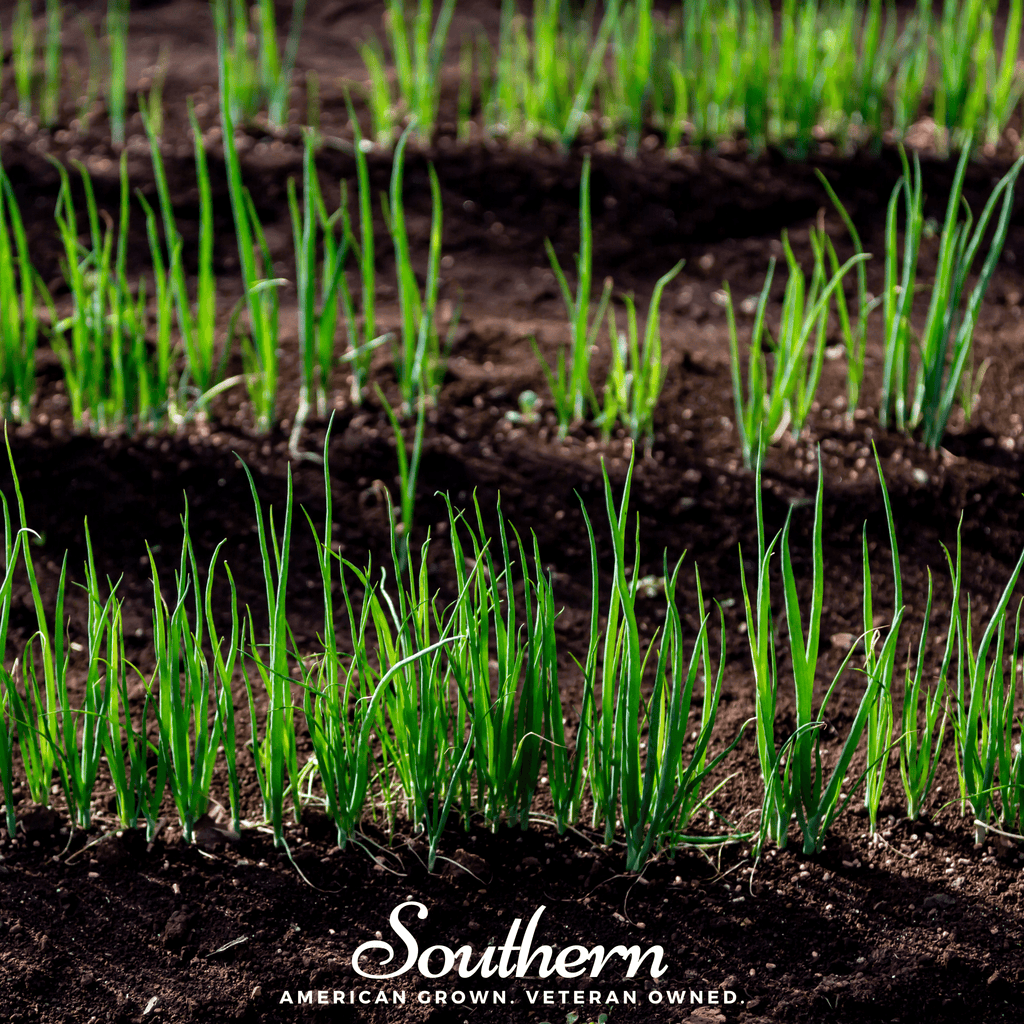 Evergreen Bunching Onion – 200 Seeds